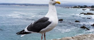 Seagulls characteristics