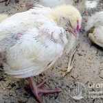 Most often, such problems arise in young birds with still weak immunity and among broilers