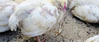 Most often, such problems arise in young birds with still weak immunity and among broilers