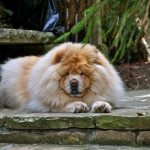 Chow-chow-dog-breed-Description-features-types-care-maintenance-and-price-chow-chow-3