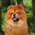 Chow chow