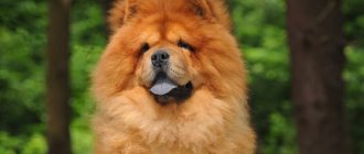 Chow chow