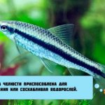 челюсть сиамского водорослееда