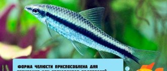 челюсть сиамского водорослееда