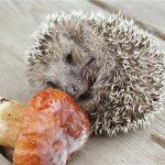 What to feed your African hedgehog