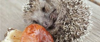 What to feed your African hedgehog