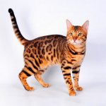 What to feed Bengal kittens