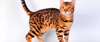 What to feed Bengal kittens