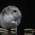 What to feed a hamster at home?