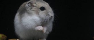 What to feed a hamster at home?