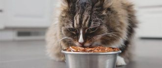 What to feed a cat to make it gain weight? - ZdavNews 