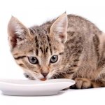 What to feed a kitten at 3-4 months