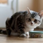 What to feed a kitten at 5 months read the article