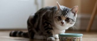 What to feed a kitten at 5 months read the article