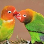 what to feed lovebirds