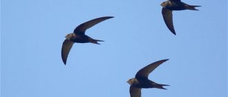 what to feed a swift chick