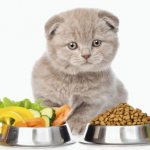 Read the article on what to feed your Scottish Fold kitten