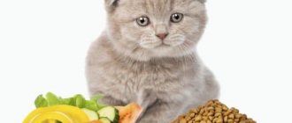 Read the article on what to feed your Scottish Fold kitten