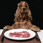 What to feed your spaniel?