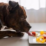 What to feed your Staffordshire Terrier?