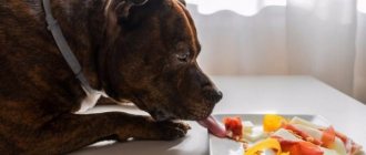 What to feed your Staffordshire Terrier?