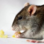 What to feed domestic rats: how to choose food, what fruits and vegetables to give, protein foods and a list of prohibited foods