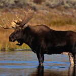 what is the difference between elk and deer