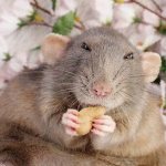 What you can and cannot feed your pet rat