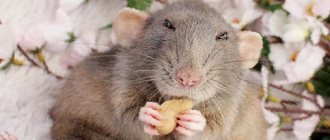 What you can and cannot feed your pet rat