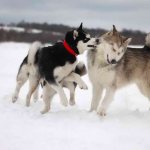 what is the difference between a husky and a malamute, how to understand