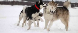 what is the difference between a husky and a malamute, how to understand