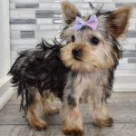 What is the difference between a mini Yorkie and a standard Yorkie?