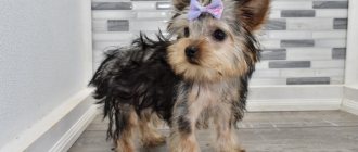 What is the difference between a mini Yorkie and a standard Yorkie?