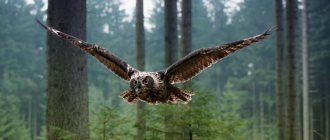 What is the difference between an owl and an eagle owl?