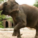 What is the difference between Indian and African elephants?