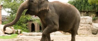 What is the difference between Indian and African elephants?