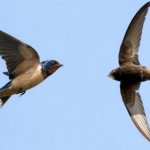 what is the difference between swifts and swallows