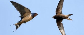 what is the difference between swifts and swallows