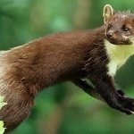 what does a marten eat?