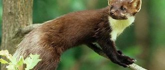 what does a marten eat?