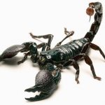 what does a scorpion eat in the desert