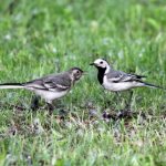 what does a wagtail eat