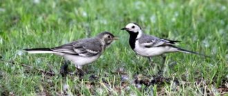 what does a wagtail eat