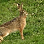 What does the brown hare eat?