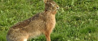 What does the brown hare eat?