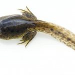 What do frog tadpoles eat?