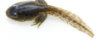 What do frog tadpoles eat?