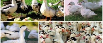 What to feed wild ducklings at home, how to tame them and breeding