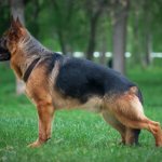 Black-backed German Shepherd