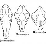 Череп собаки